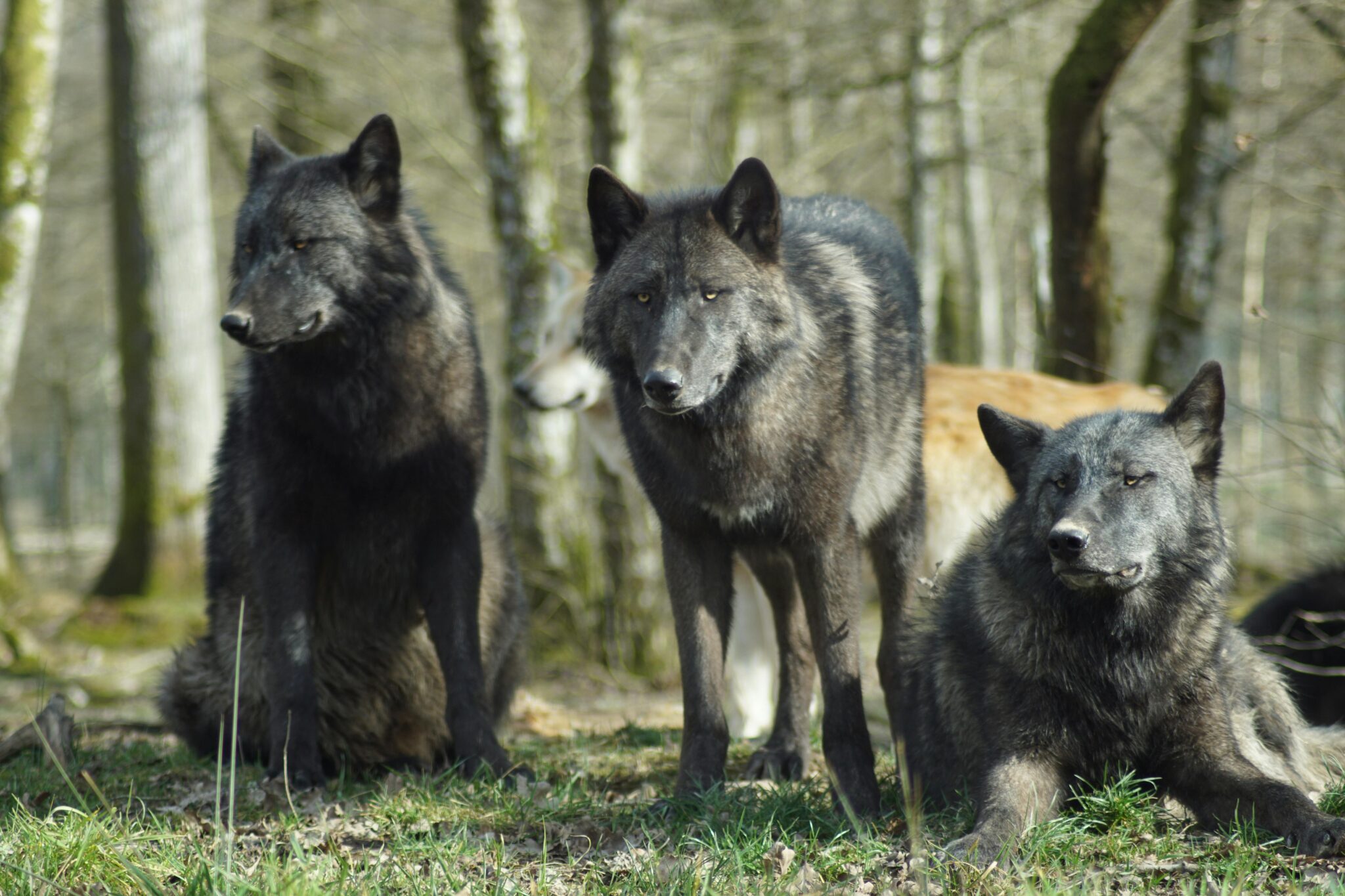 Fique por dentro das novidades com a Leac Lab | Garras para fora! Usando pelos e aparas de garras de lobos selvagens do Alasca para entender o estresse e reproduçao